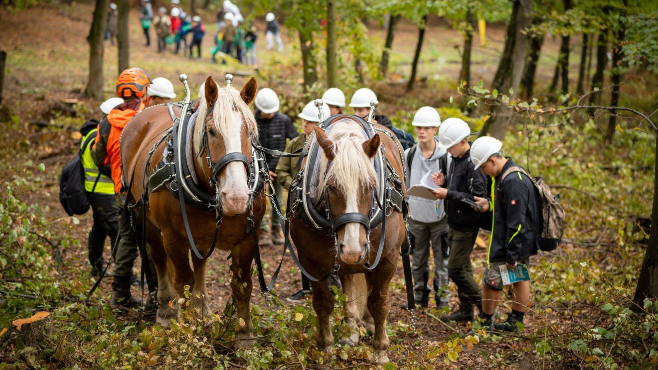 Impressionen Waldtage