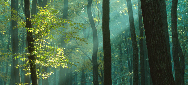 Wald Licht einstrahlend